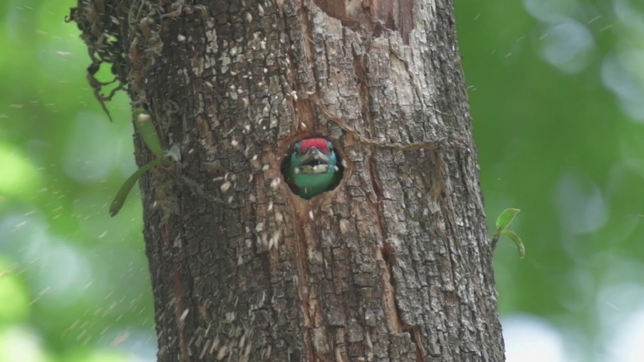 Blur throates barbet making its next Nikon d850 slowmotion 1080p 120fps