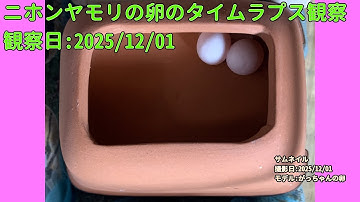 【Memorandum】 2025年12月01日 RPi-Cam-Web-Interfaceを用いたニホンヤモリの卵のTimelapse観察