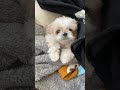 おはようずしグループ提供 #dog #シーズー