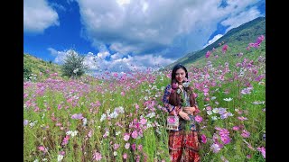 The wild Gesang flowers in the village have bloomed. Let's pick flowers and drink tea together