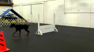 CKC Practice CDX - Retrieve Over Hurdle