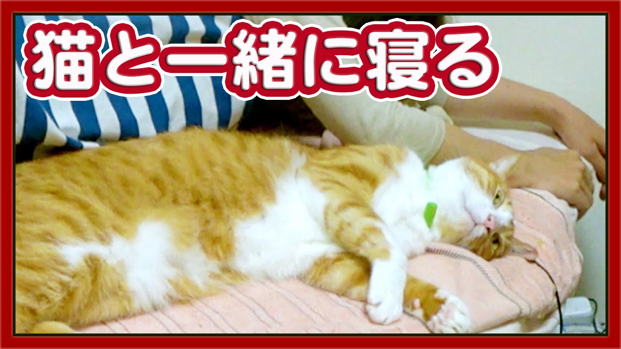 猫カフェ 横浜 【猫 おもしろ 添い寝】猫が飼い主と一緒に寝る？〜ナデナデ･スリスリ大好き【ネコのマック】　- Cute Cat sleeps with an owner. #1