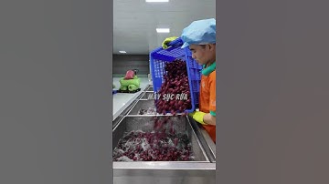 Siro atiso đỏ được sản xuất thế nào, có đảm bảo vệ sinh? #lasvietnam #siroatisodo