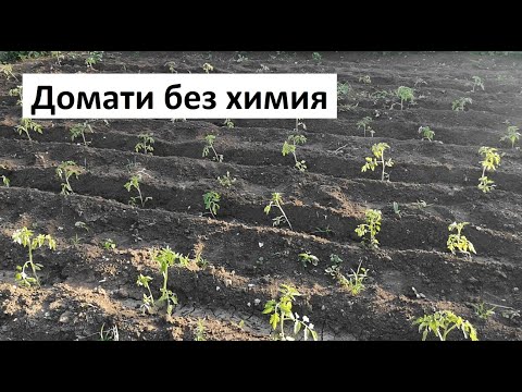 Видео: Как да отглеждаме сладки домати