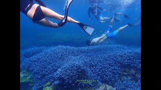 海底薰衣草森林海底薰衣草花園澎湖南方四島海底薰衣草森林 ...