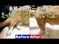 【犬の整体】車椅子のコーギーを10分で歩かせます!!