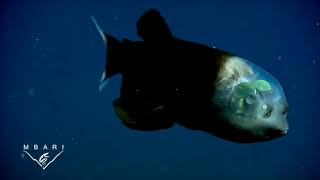 Fish with a transparent head and tubular eye