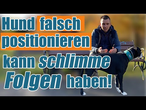 Video: Lass Die Hunde Hunde Sein - Umgang Mit Dem Humpelnden Verhalten Von Hunden