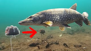 BEST way to catch pike (Dead bait)