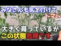【トマト】順調に大きく育っていても危険な状態かもしれません。その対策【無農薬】