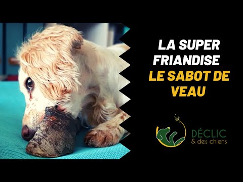 Vidéo: Les sabots sont-ils bons pour les chiens ?