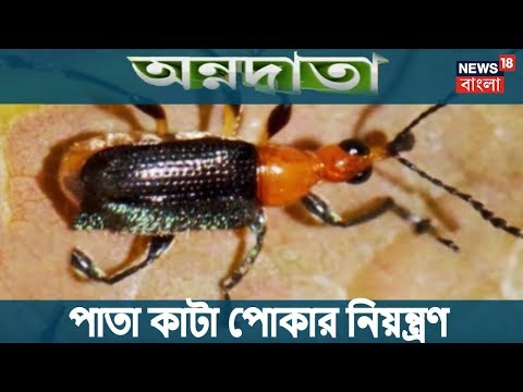 ভিডিও: আমি কিভাবে আমার ব্রেভিল পিষে এবং চোলাই ছোট করতে পারি?