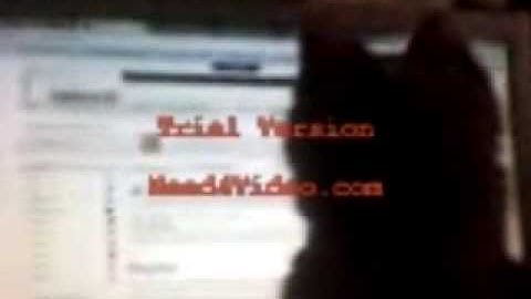 Kitten Chasing Cursor on Computer Screen