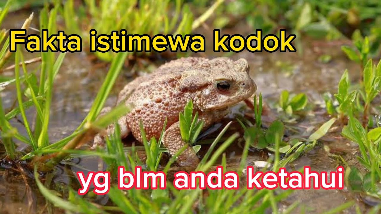 fakta kodok arti keberadaan kodok YouTube
