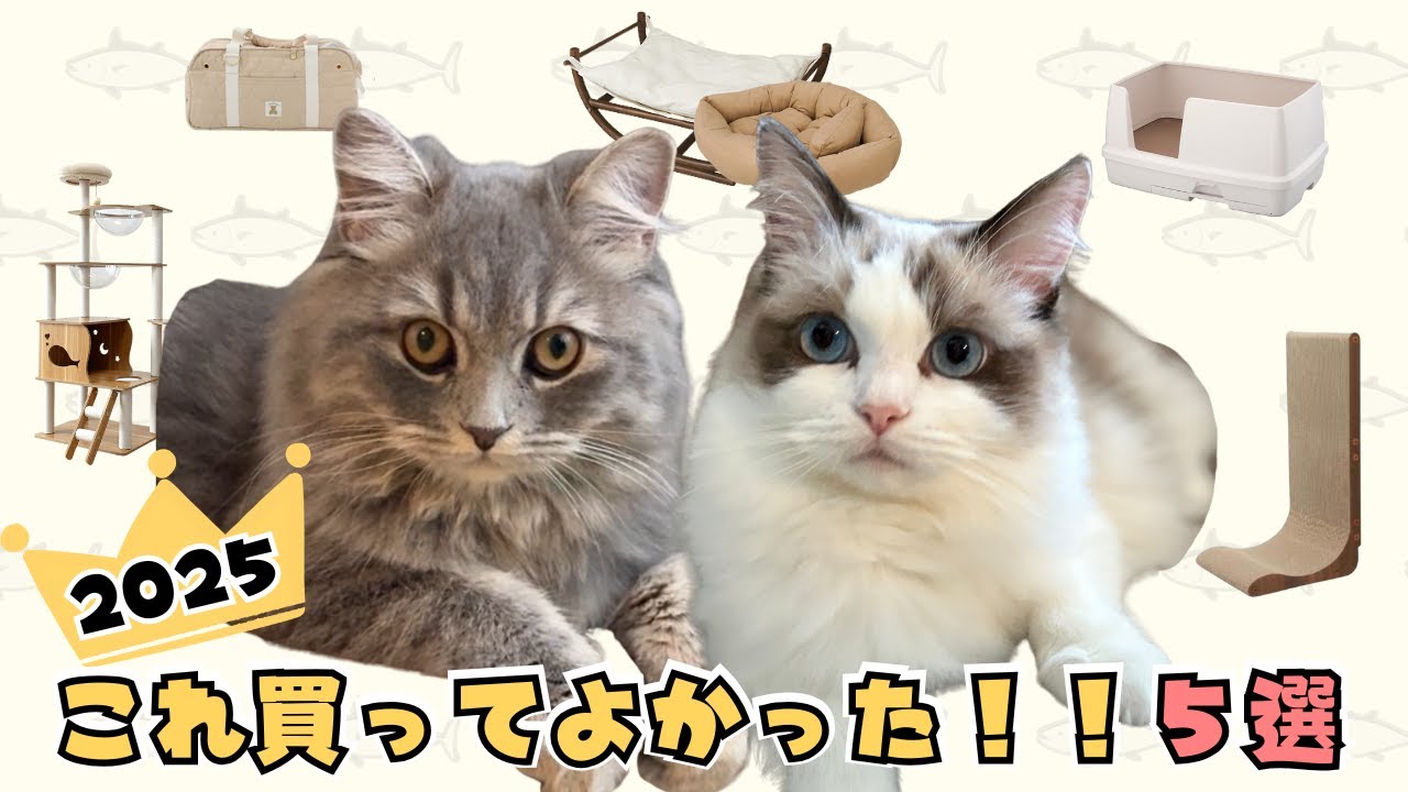 【2025年】買ってよかった猫グッズ５選！｜あたち日記#43