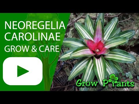 Neoregelia carolinae - grow & care (Blushing Bromeliad)