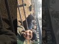#shortvideo #saveanimal