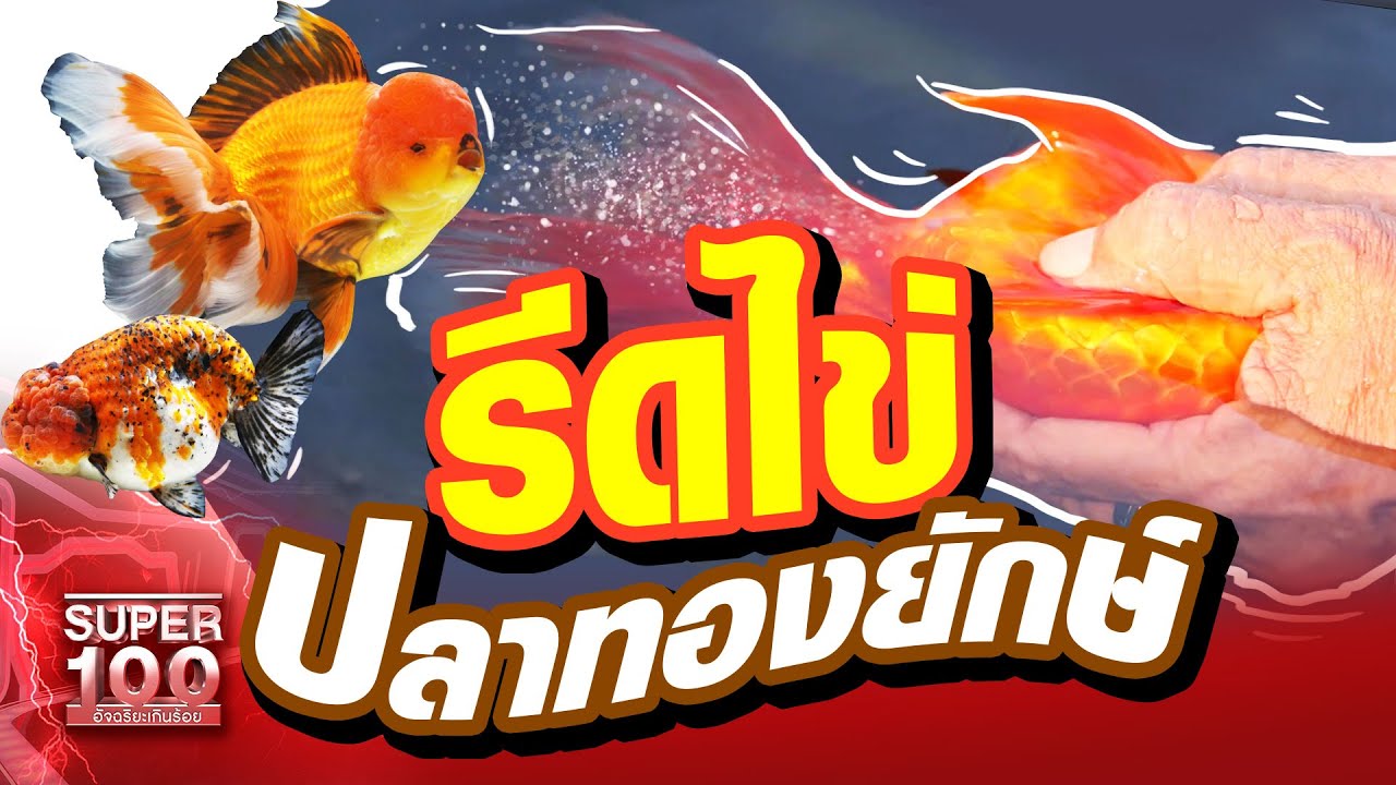 อเมซิ่ง!!! กำเนิดปลาทอง สุดพิถีพิถัน รีดไข่ ปลาทองยักษ์!!! | SUPER100