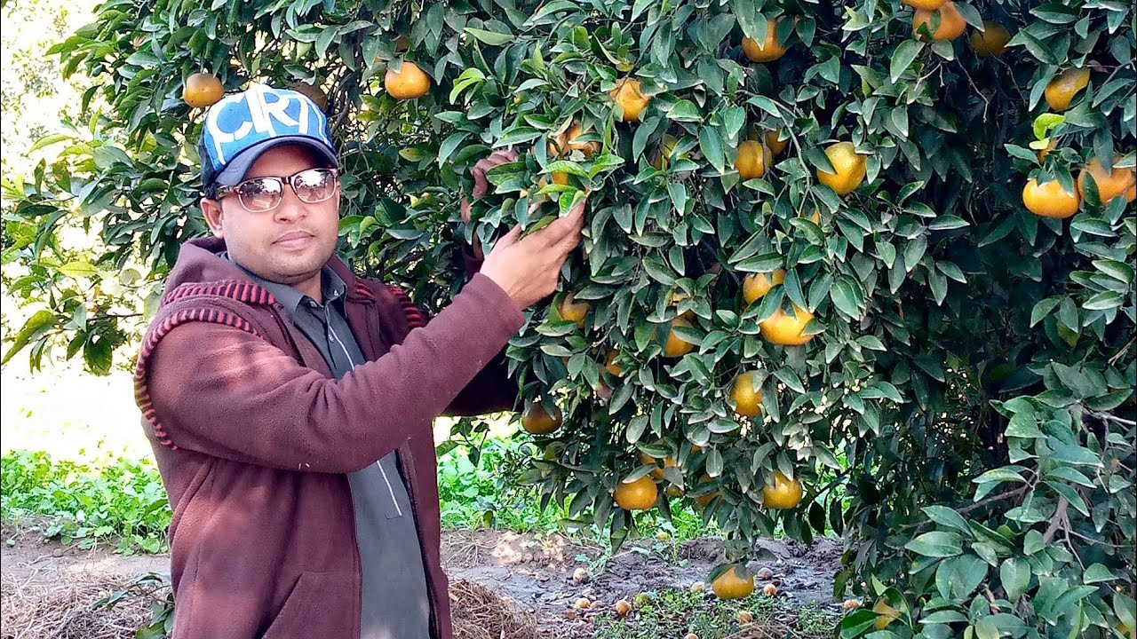 Layyah.beautiful orange garden in Layyah Fateh pur.