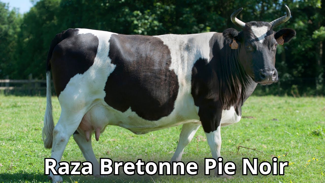 Raza Bretonne Pie Noir: La raza vacas lecheras más pequeña de Francias