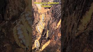 Porcellio Expansus Orange #isopodfactory #porcellioexpansus #terrarium