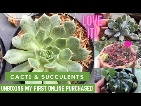 Video: Frailea Cactus Care - Saznajte više o uzgoju Cactus Frailea