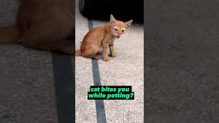 🙀cat bites you while petting?