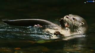 Amazing wildlife nature | Animals | asp pro film | relaxing music