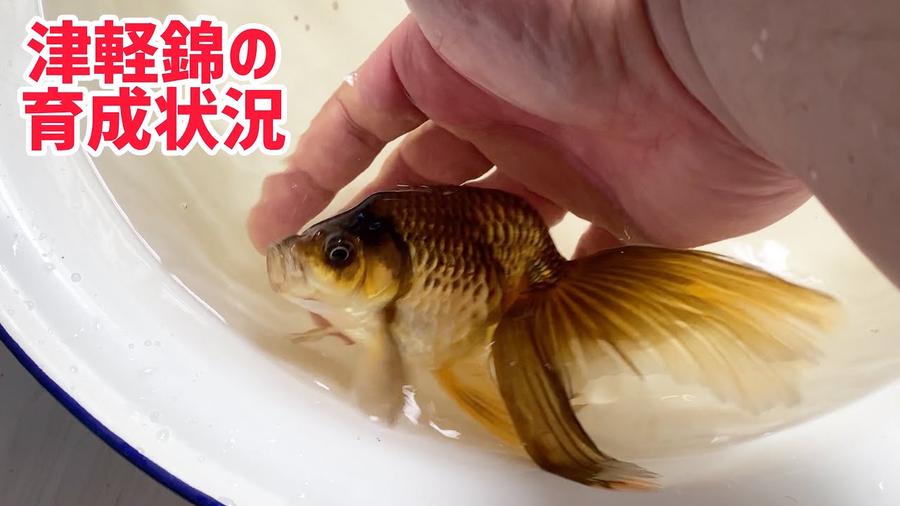我が家の津軽錦の現在 Youtube