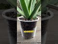 Bringing a Fruit Tree Back to Life