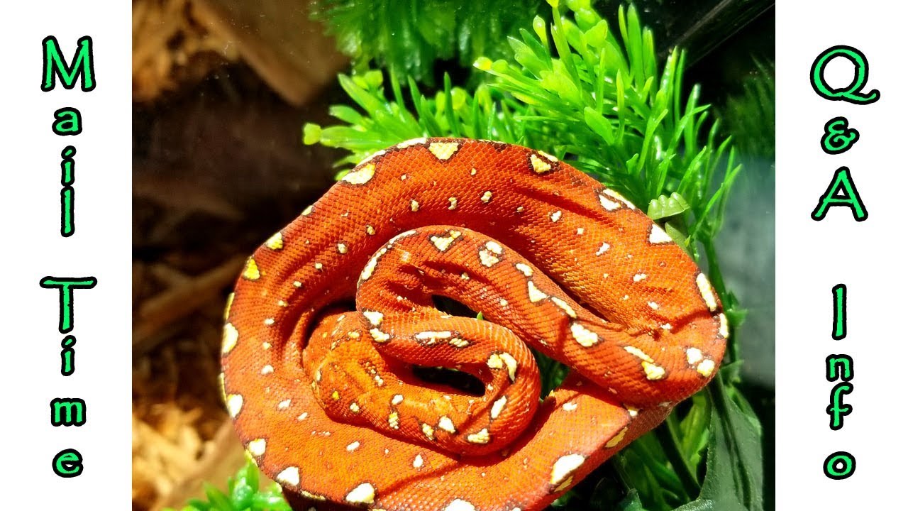 snake oil Mail and Q & A Info