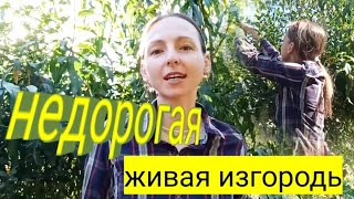 ЖИВАЯ ИЗГОРОДЬ ИЗ БИРЮЧИНЫ: ПОСАДКА, УХОД, ОБРЕЗКА