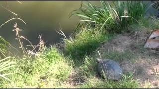 Epic Turtle Jump