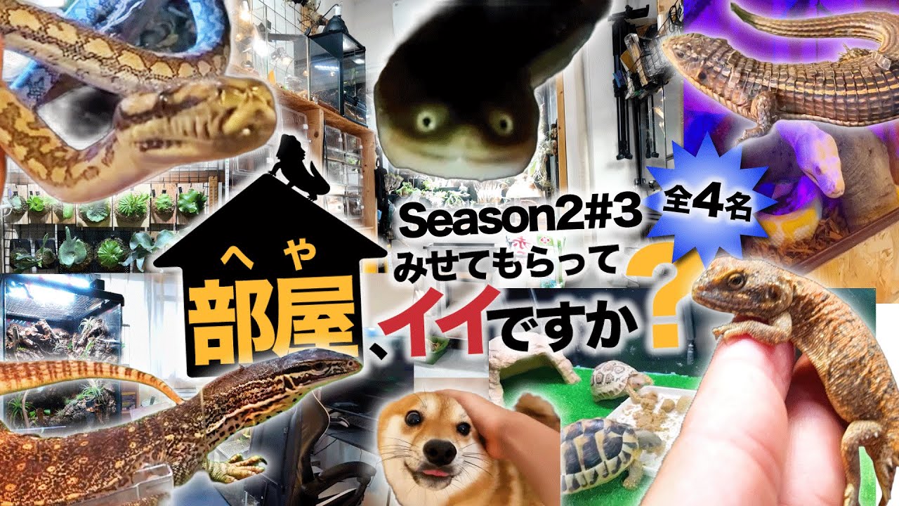 みんなの飼育部屋大公開！人の爬虫類部屋ルームツアー ！【部屋、見せてもらってイイですか？シーズン2第3回】