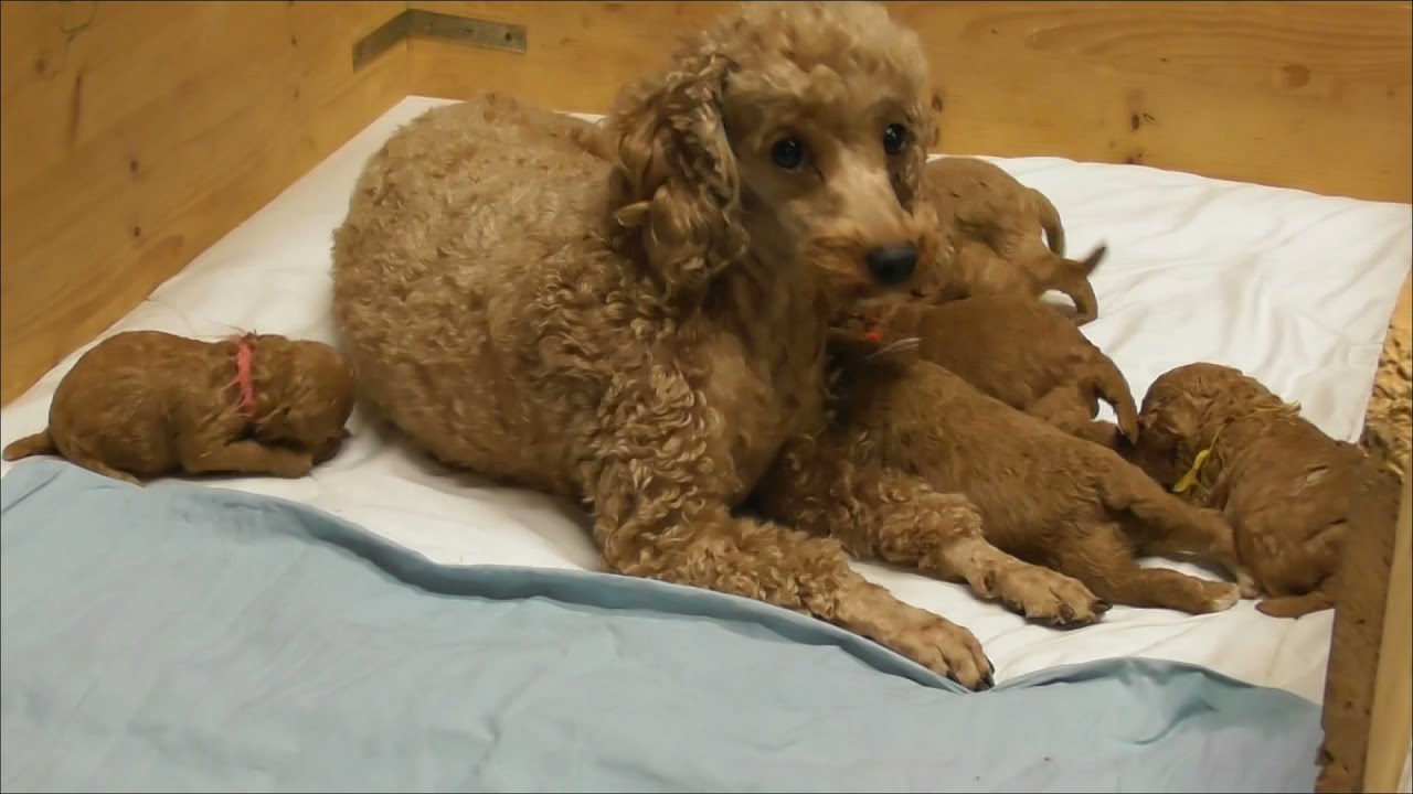 P - Kinder 2 Wochen alt 1