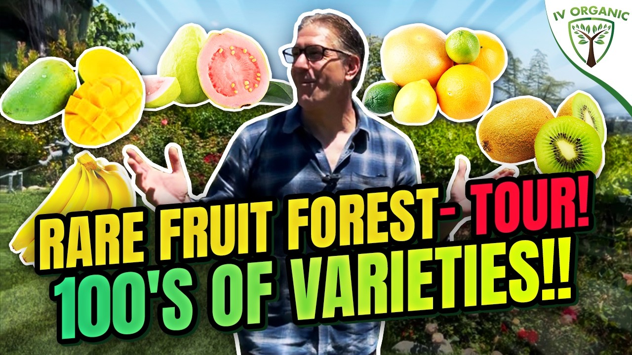 Rare Fruit Tree Orchard Tour - YouTube