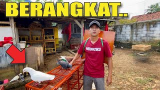 ADA YANG BARU NIH DI KANDANG MERPATIKU