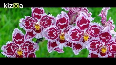 Kizoa Movie - Video - Slideshow Maker: Flower and Nature