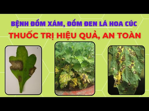 Video: Những Vấn Đề Thường Gặp Về Hoa Cúc: Tìm Hiểu Về Sâu Và Bệnh hại Hoa Cúc