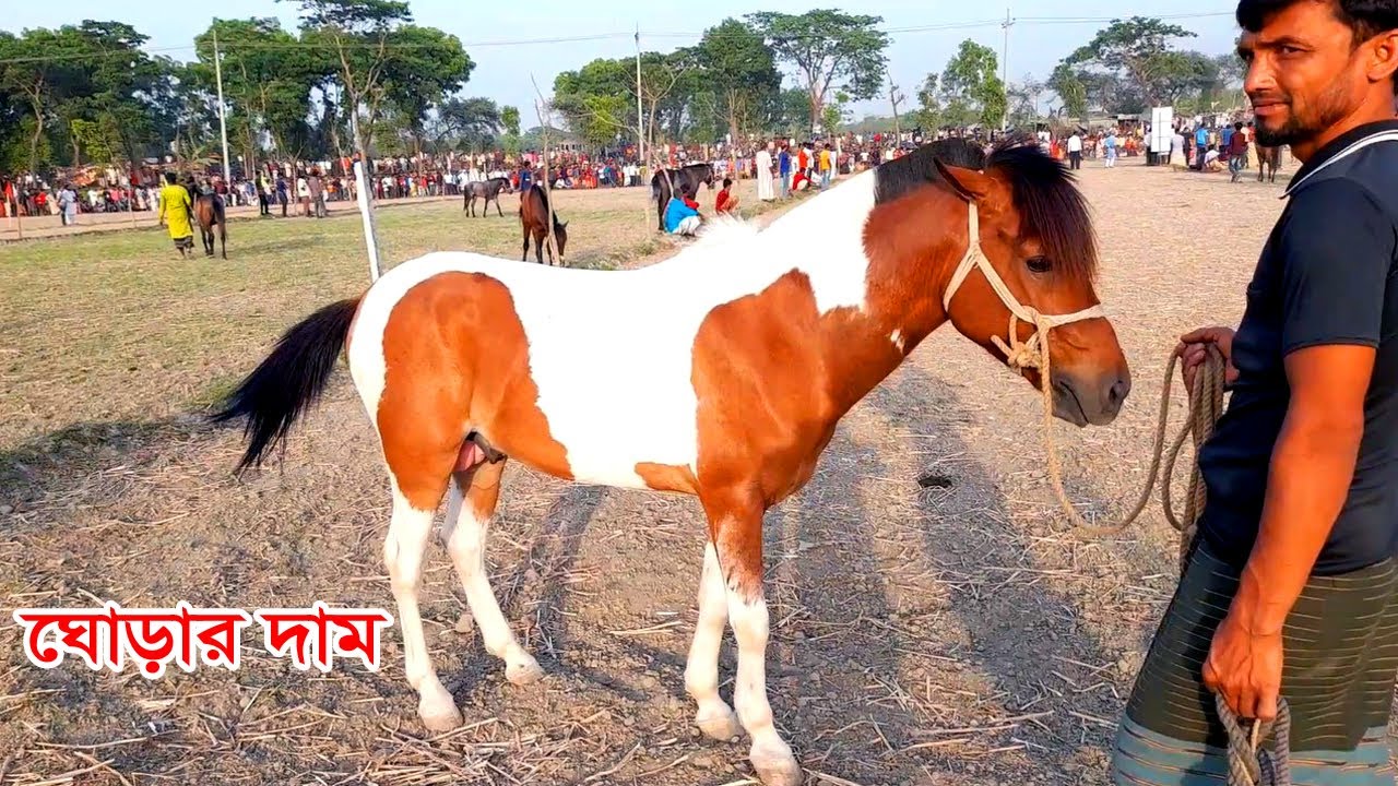 ঘোড়া মালিকের সাক্ষাৎকার Racing Horse Price in Bangladesh Most