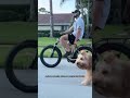 My favorite way to exercise my dogs! #ebike #goldendoodle #dogdad