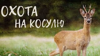 охота на косулю в польше