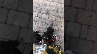 When Your Dogs Smell The Scent Of Another Dog On You