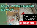 🔴Бросили кошку с котятами | под солнцем и дождём | без надежды на спасение | help a cat with kittens