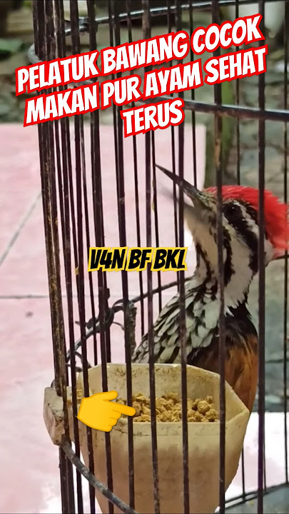 Pelatuk bawang cocoknya makan pur ayam sehat terus dan tetap gacor‼️jangkrik 3 harian aj