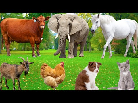 Cute Farm Animals Sheep Goat Cow Chicken Rabbit Pig Duck Buffalo Dog Parrot Animal Video 