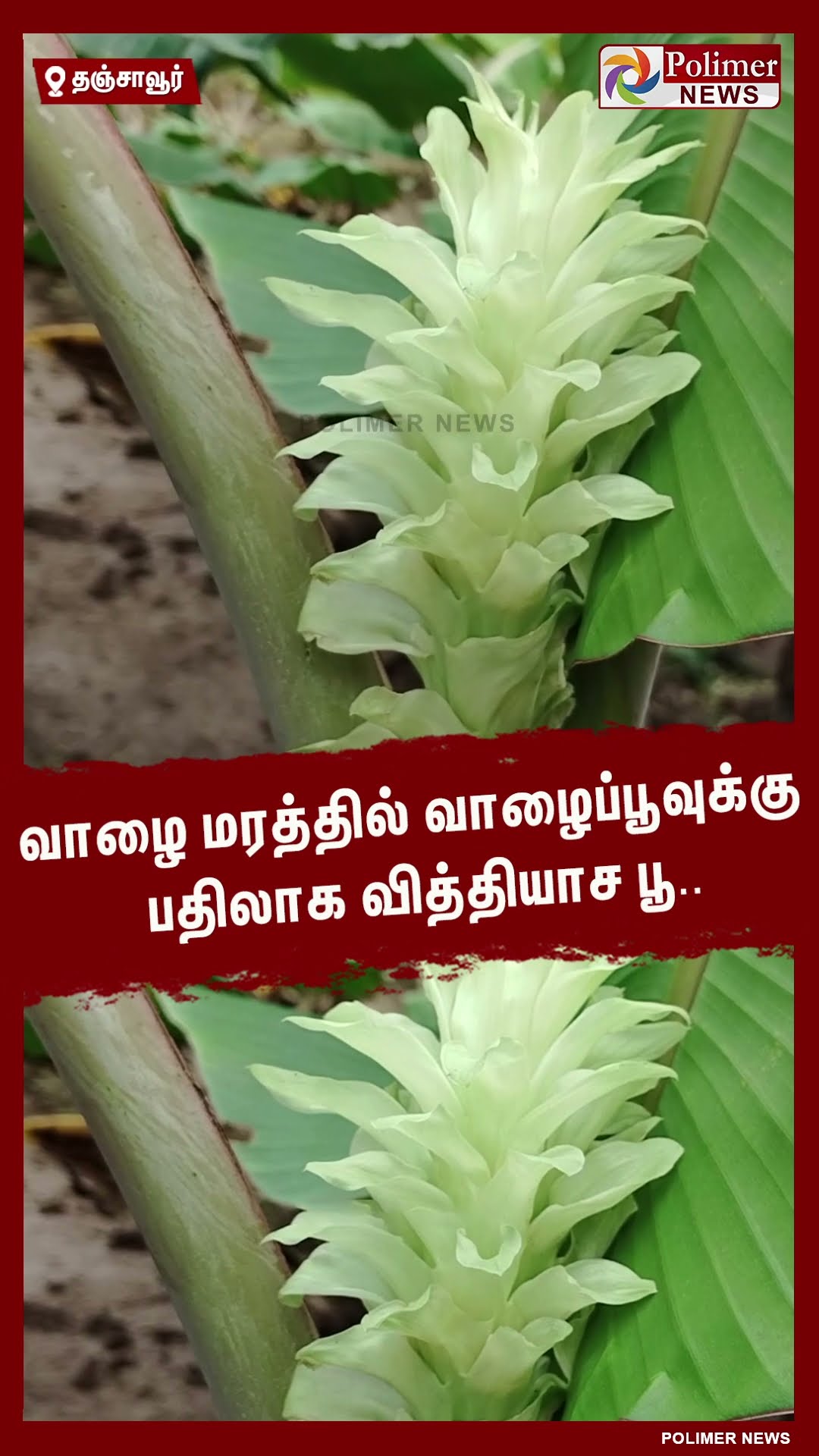 வாழை மரத்தில் வாழைப்பூவுக்கு பதிலாக வித்தியாச பூ..#shorts