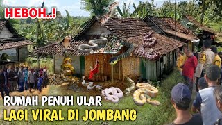 SHIVER.! House Full of Hundreds of Snakes Which is Going Viral in Jombang