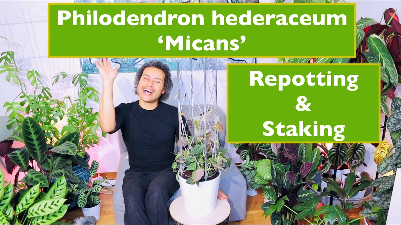 How to Repot & Stake Up a Philodendron hederaceum var. hederaceum