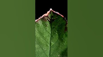 Leaf and fire | Macro #satisfying #macro #asmr #asmreating #closeup #zoom #experiment